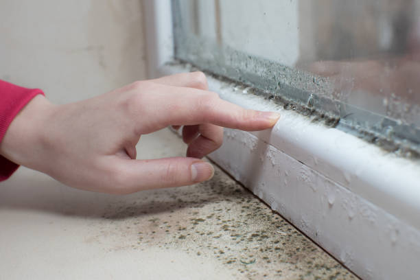 Best Water Damage & Mold Remediation  in Suncook, NH