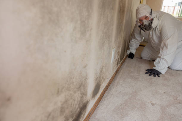 Best Attic Mold Removal  in Suncook, NH